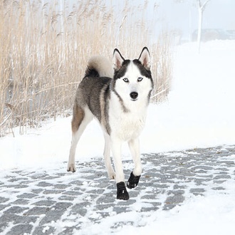 Papírenské zboží - Ochranné boty WALKER ACTIVE, 2 ks L: např. labradorský retrívr